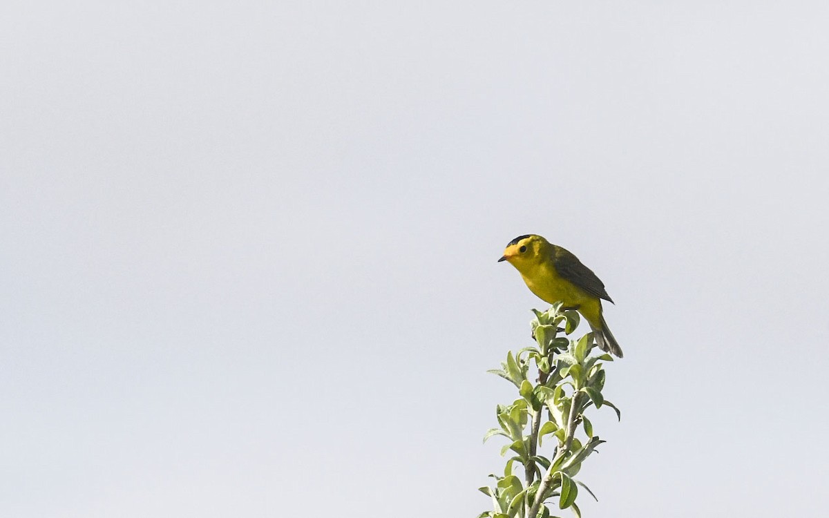 Wilson's Warbler - ML639339018