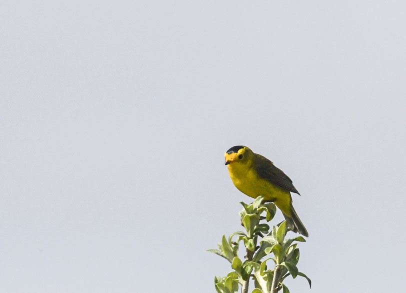 Wilson's Warbler - ML639339019