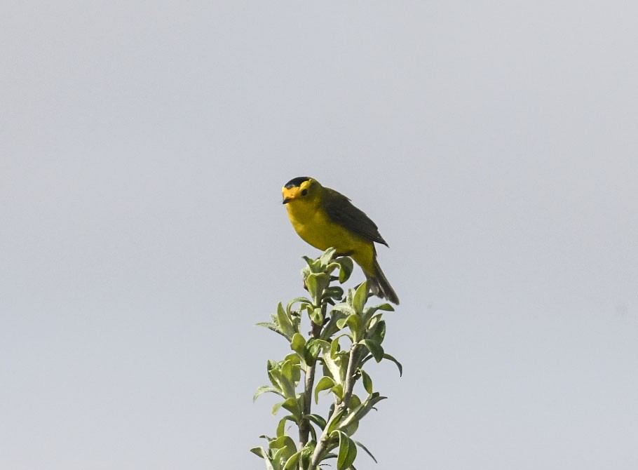 Wilson's Warbler - ML639339020