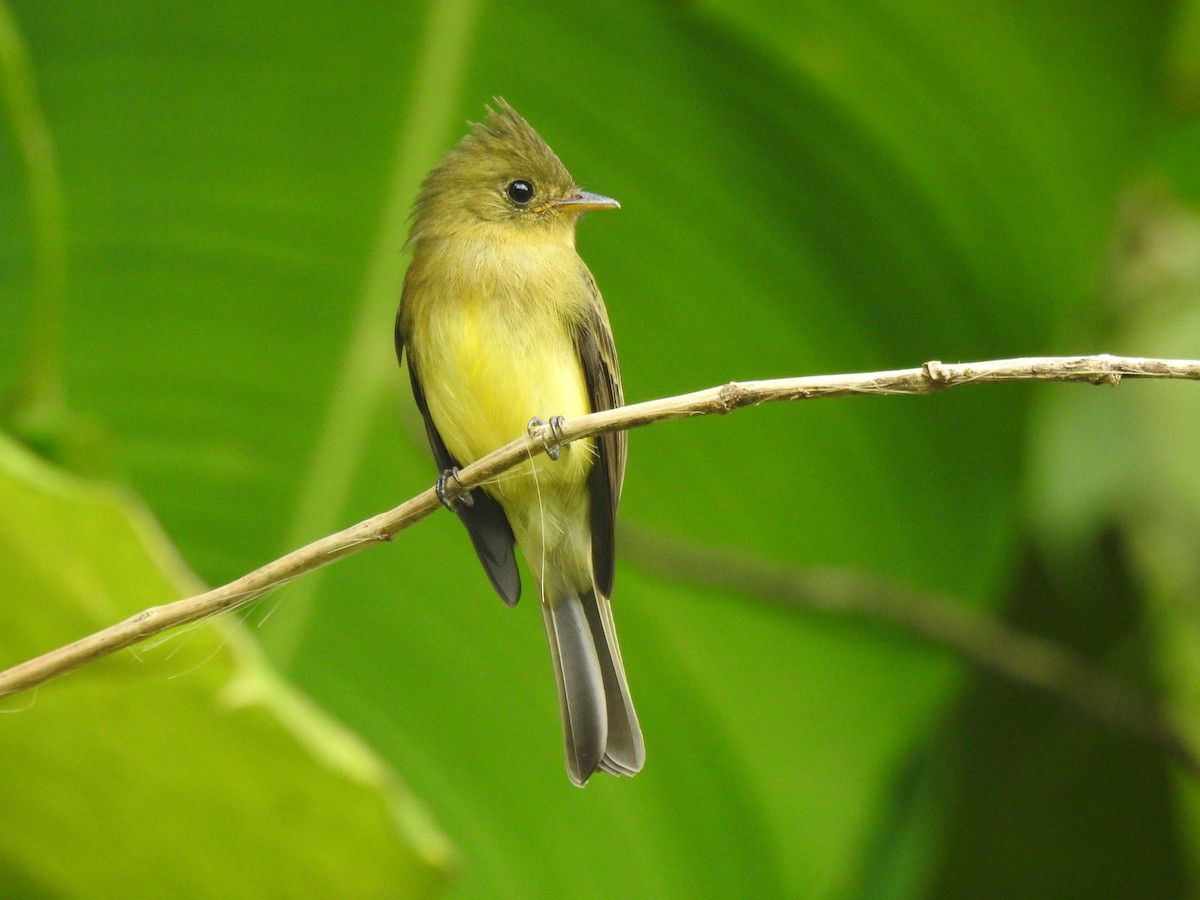 Tufted Flycatcher - ML639339113
