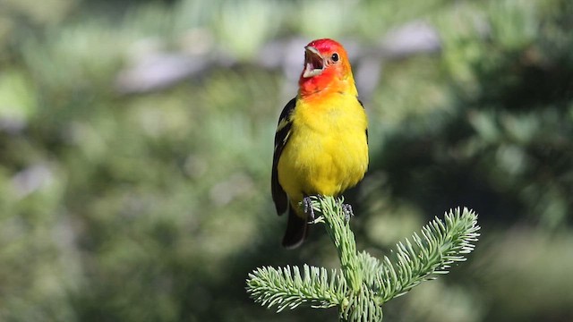 Western Tanager - ML639339211