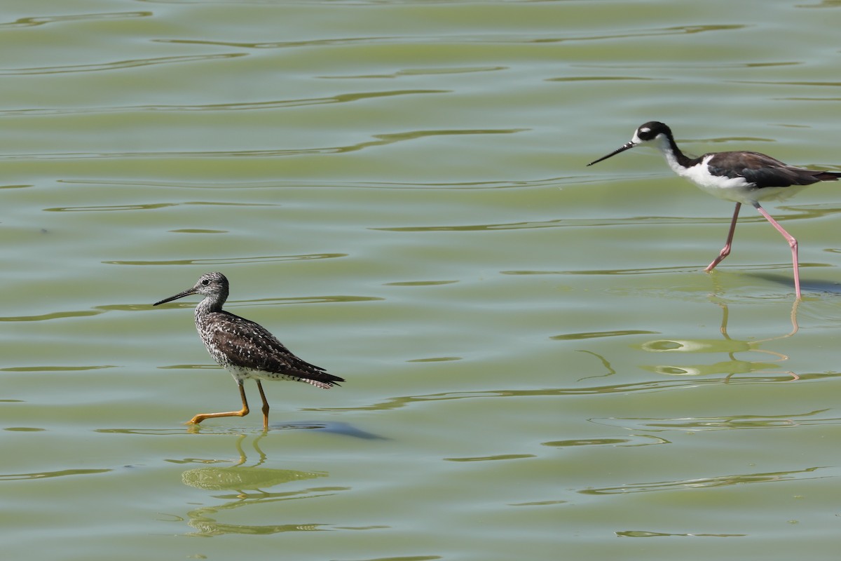 Greater Yellowlegs - ML639339213