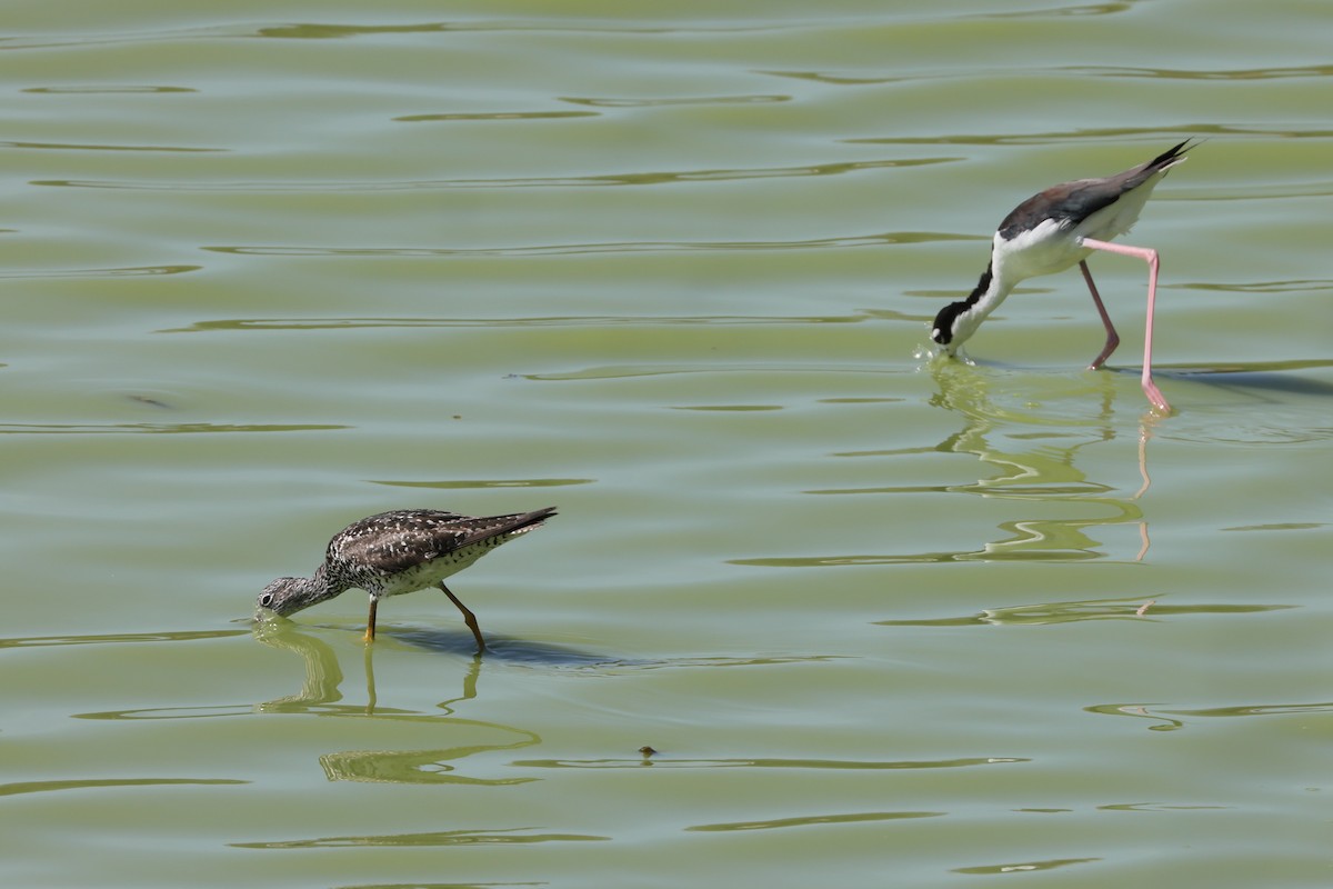 Greater Yellowlegs - ML639339222