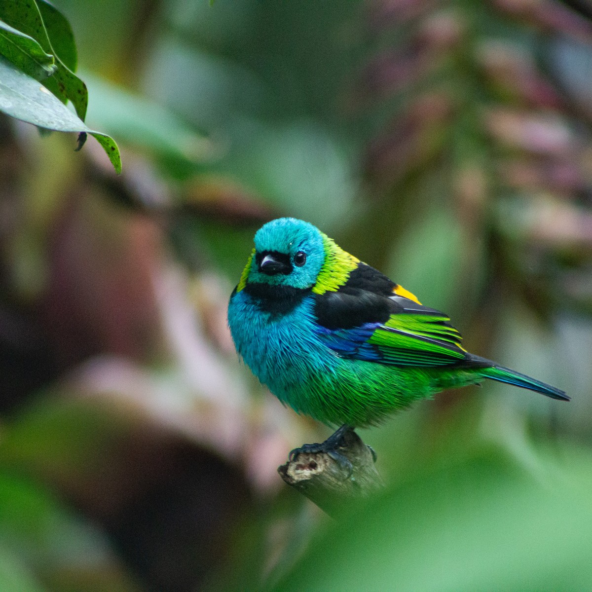 Green-headed Tanager - ML639339260