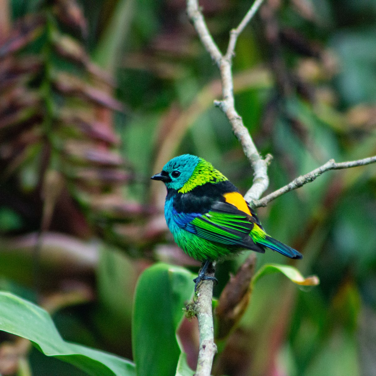 Green-headed Tanager - ML639339261