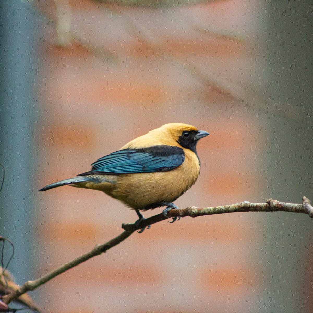 Burnished-buff Tanager - ML639339277