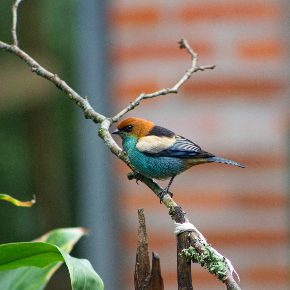 Black-backed Tanager - ML639339288