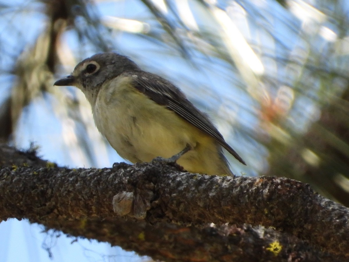 Cassin's Vireo - ML639339307