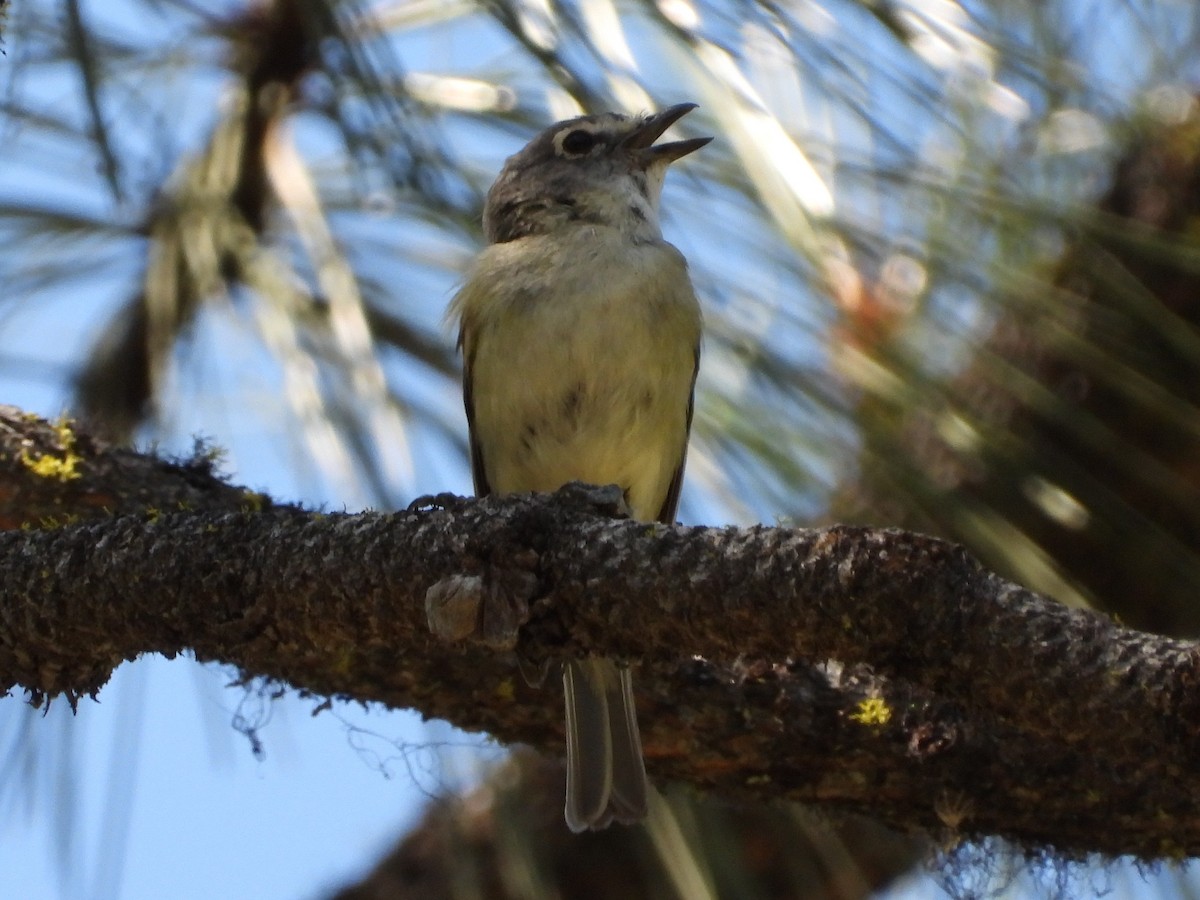Cassin's Vireo - ML639339308