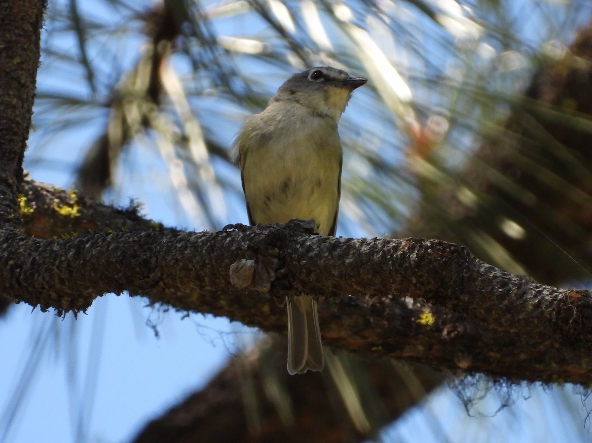 Cassin's Vireo - ML639339309