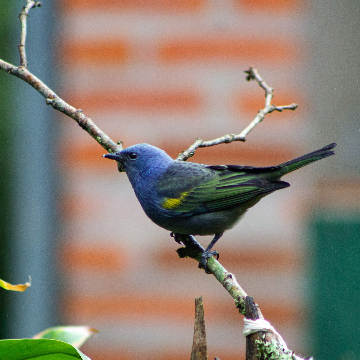 Golden-chevroned Tanager - ML639339312