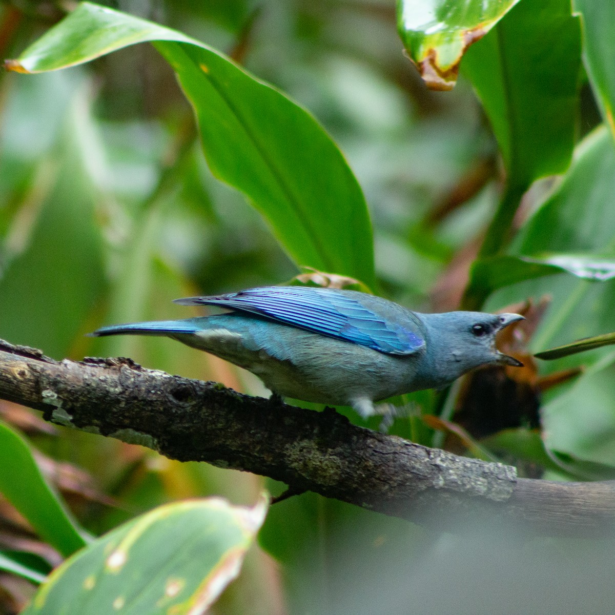 Azure-shouldered Tanager - ML639339317
