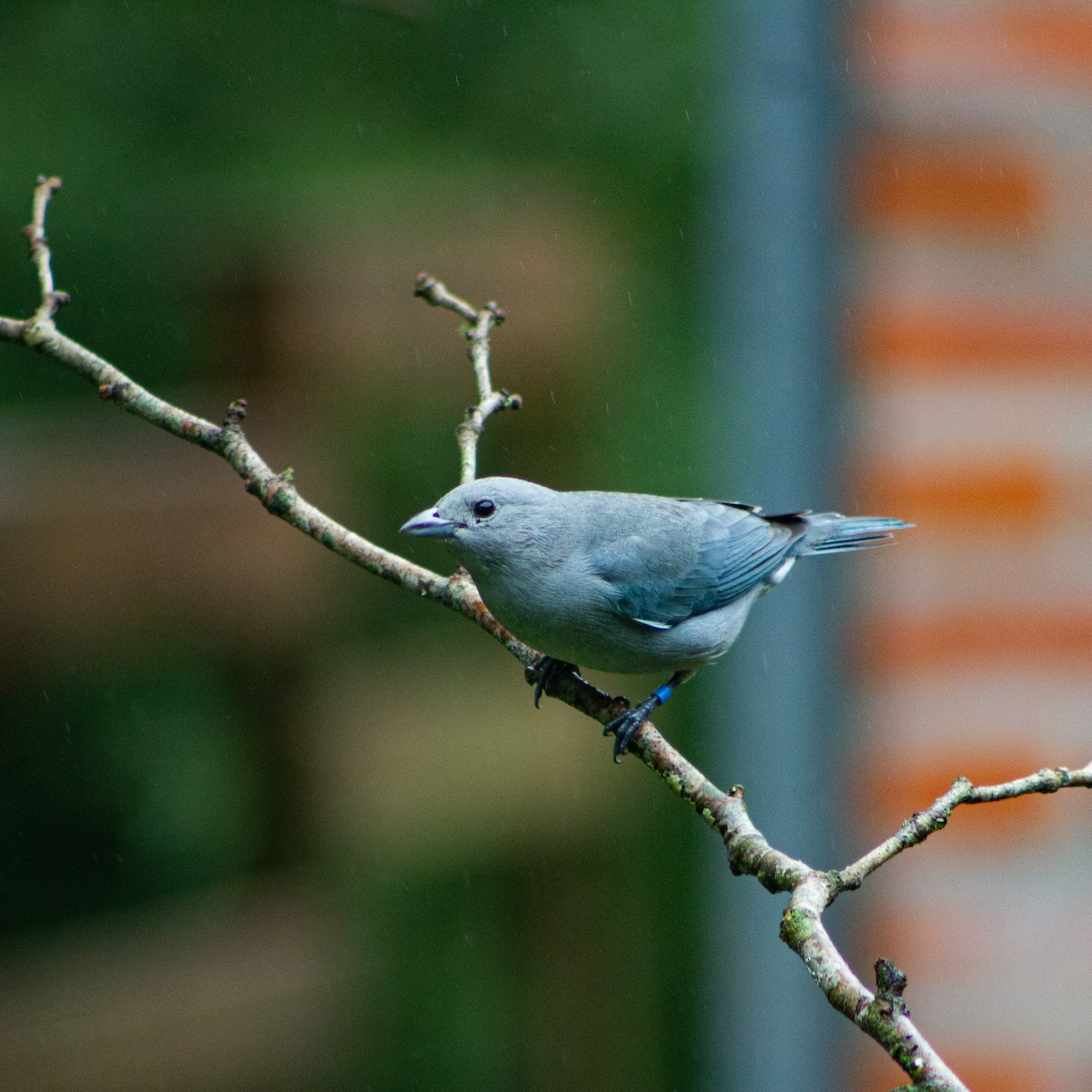 Sayaca Tanager - ML639339325