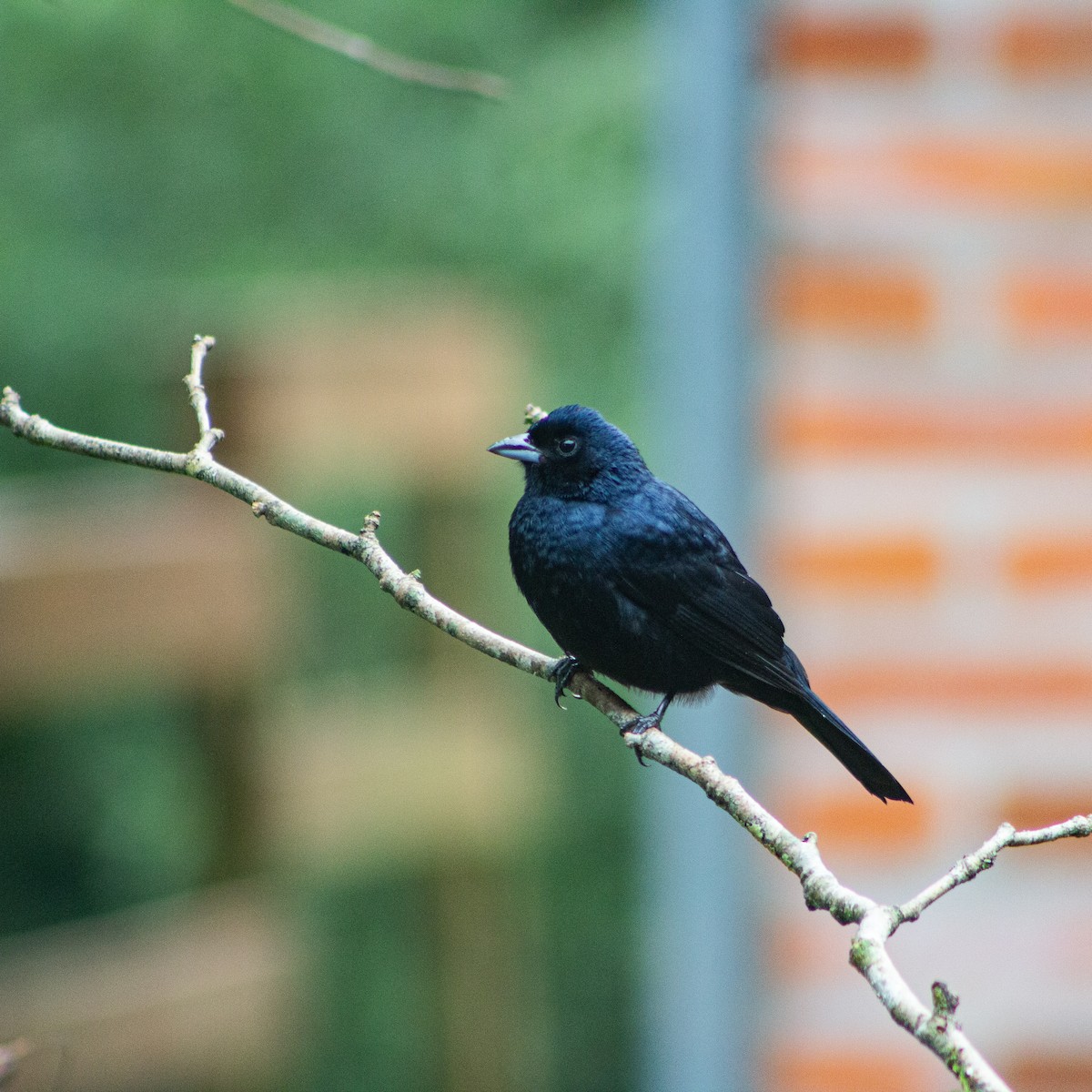 Ruby-crowned Tanager - ML639339333