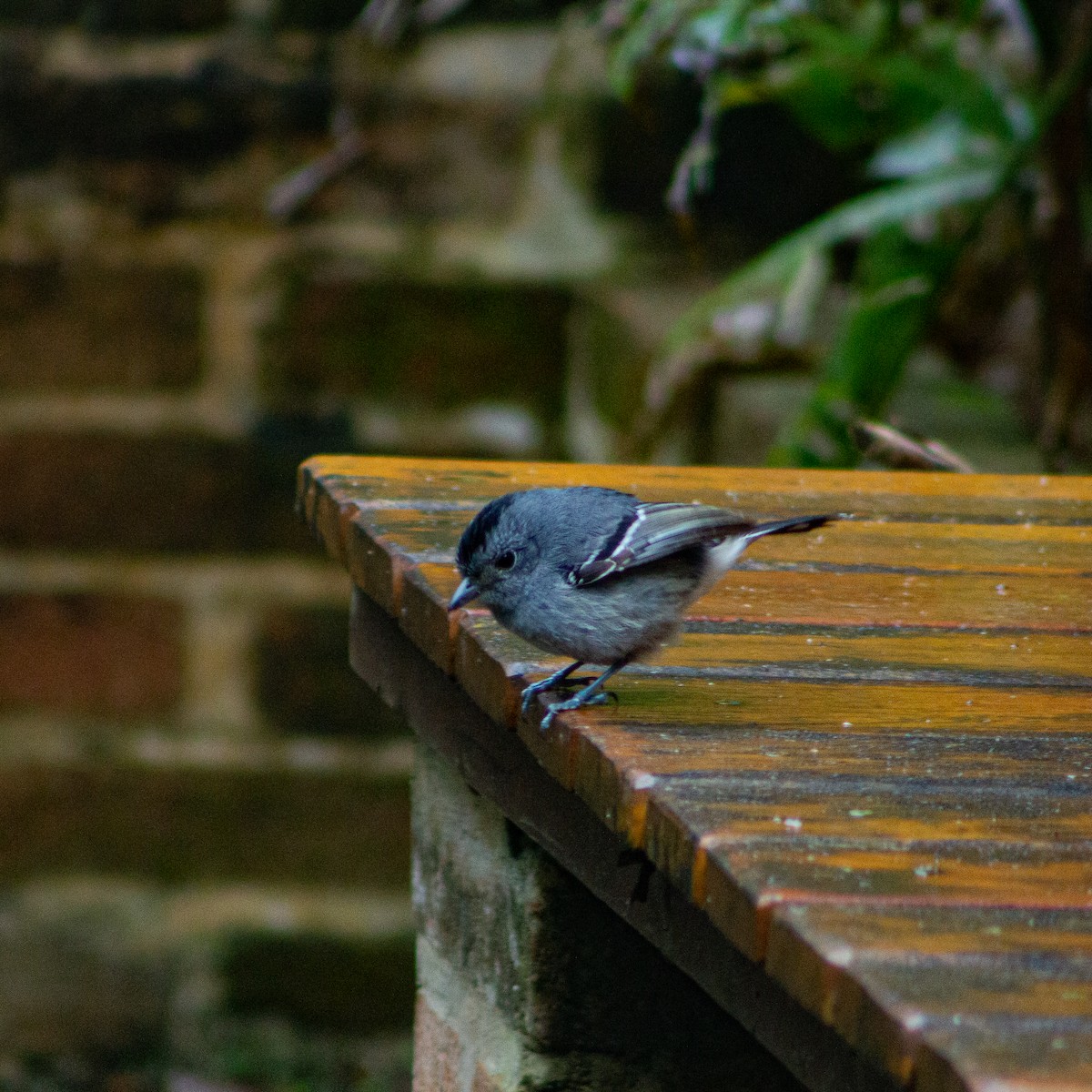 Variable Antshrike - ML639339351