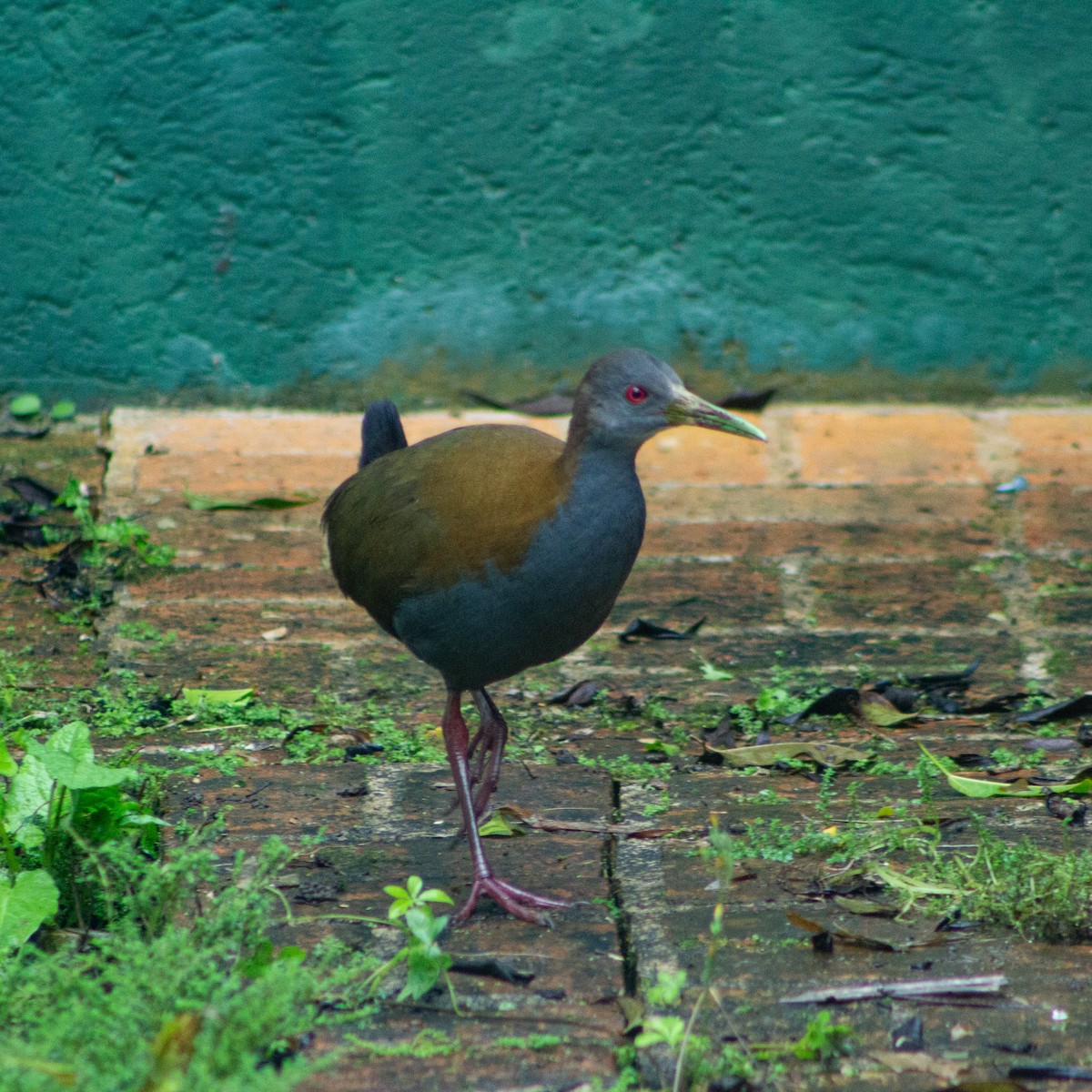 Slaty-breasted Wood-Rail - ML639339359