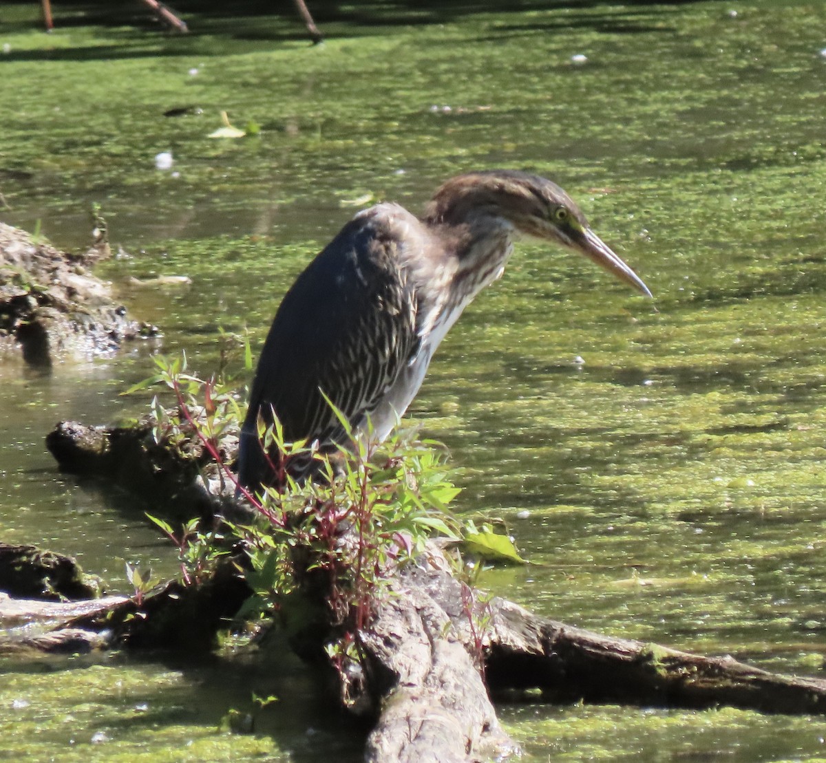 Green Heron - ML639339373