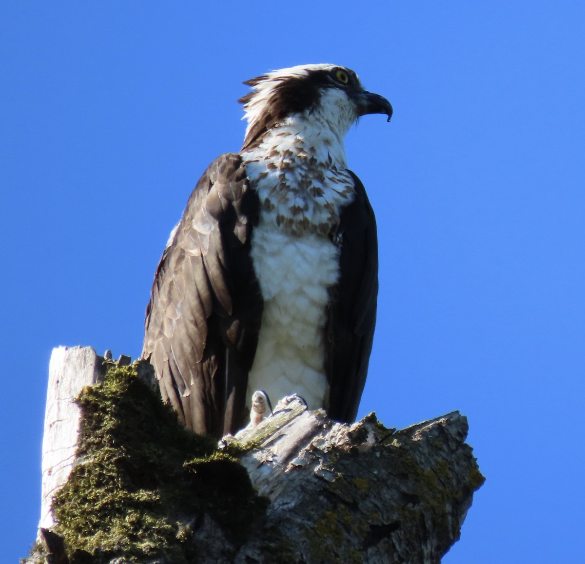 Osprey - ML639339377