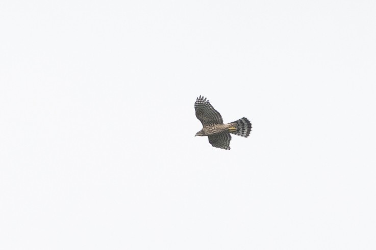 Eurasian Goshawk - ML639339419