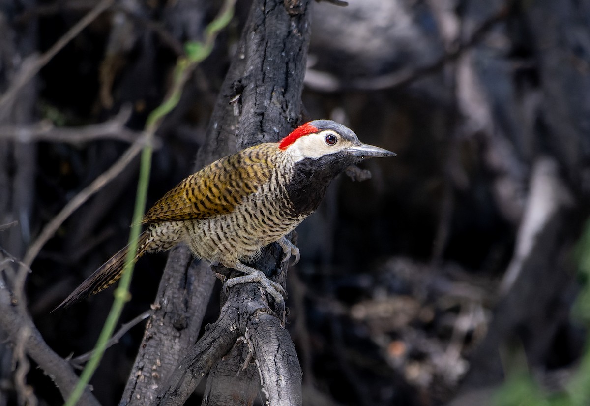 Graustirnspecht - ML639339470