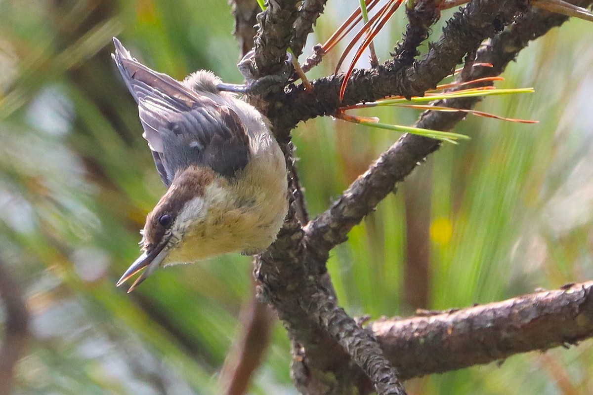 Brown-headed Nuthatch - ML639339516