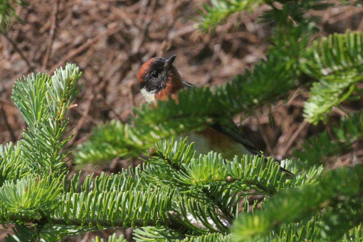 Bay-breasted Warbler - ML639339574