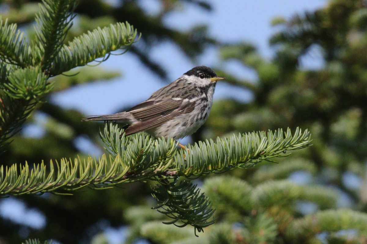Blackpoll Warbler - ML639339580