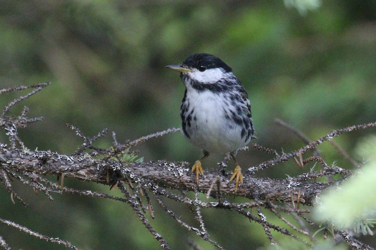 Blackpoll Warbler - ML639339582
