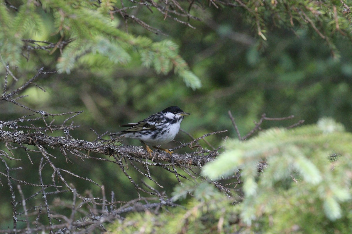 Blackpoll Warbler - ML639339583