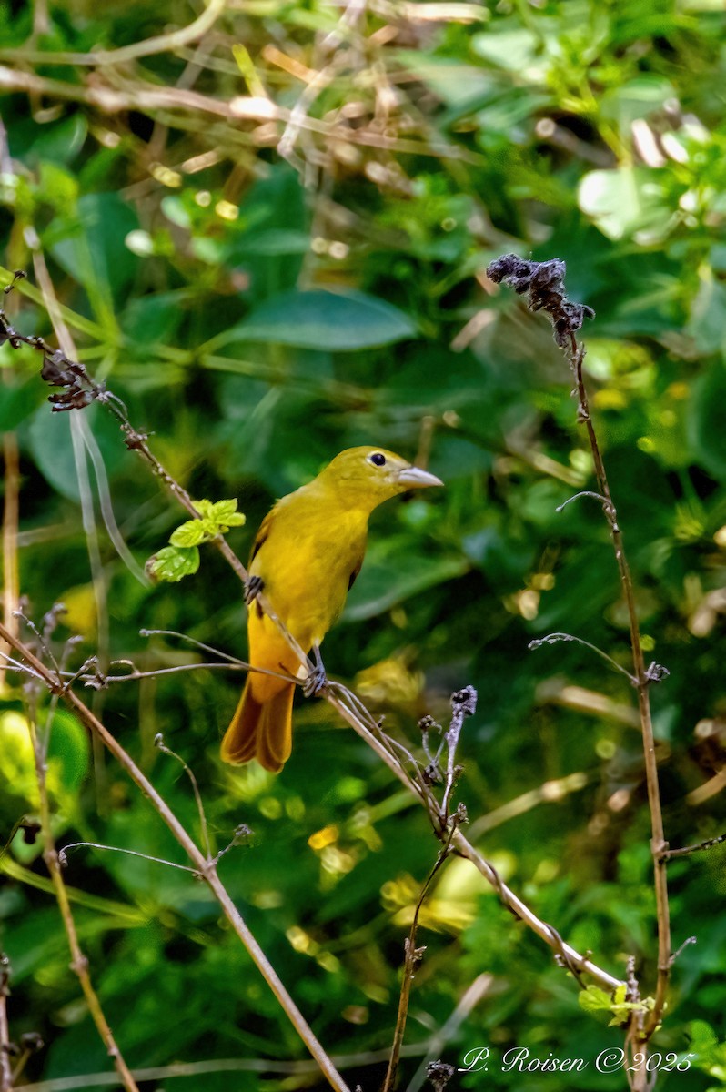 Kırmızı Piranga - ML639339588