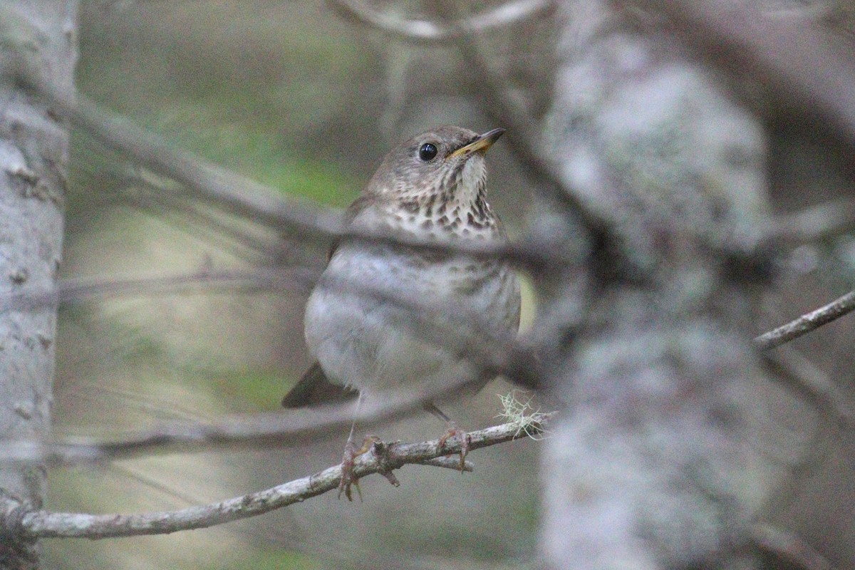 Bicknell's Thrush - ML639339596