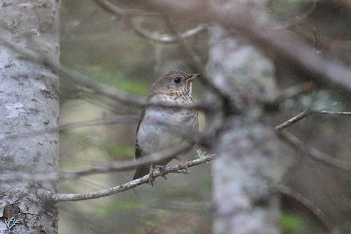 Bicknell's Thrush - ML639339597