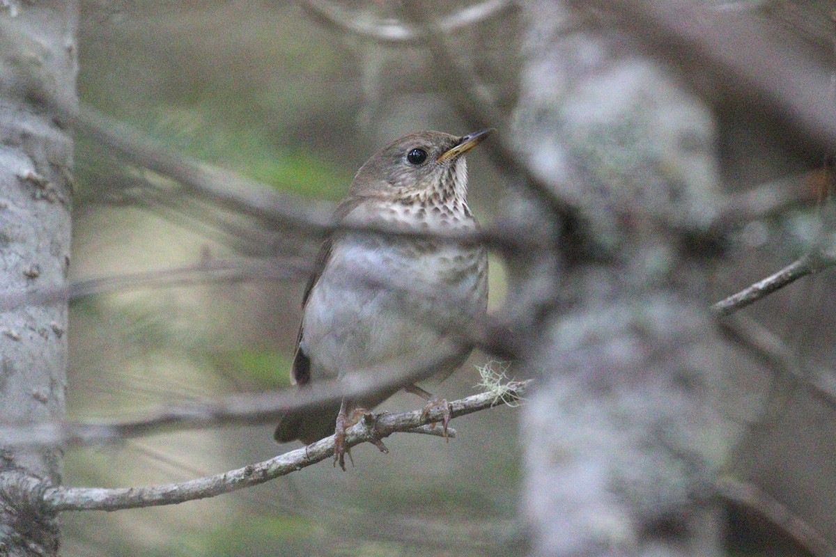 Bicknell's Thrush - ML639339598