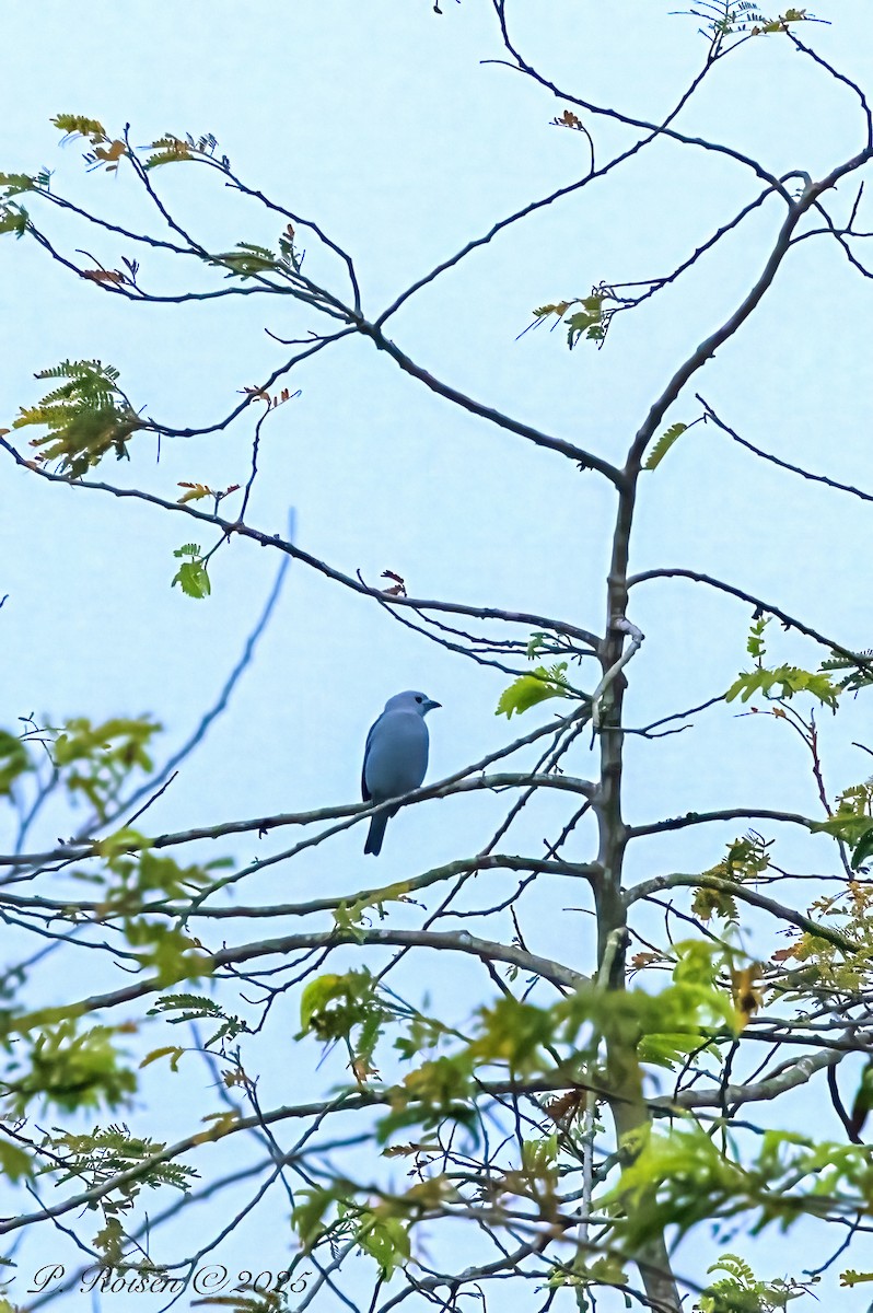 Gökçe Tangara - ML639339602