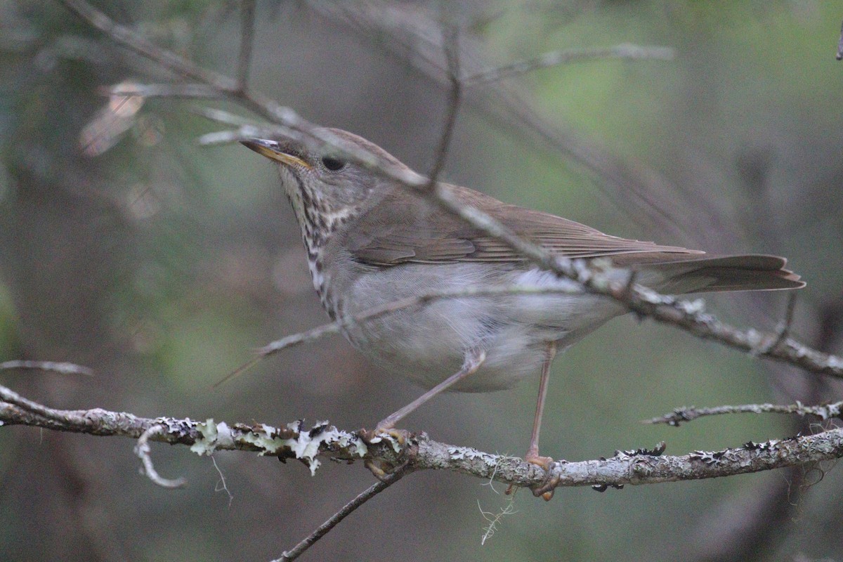 Bicknell's Thrush - ML639339612