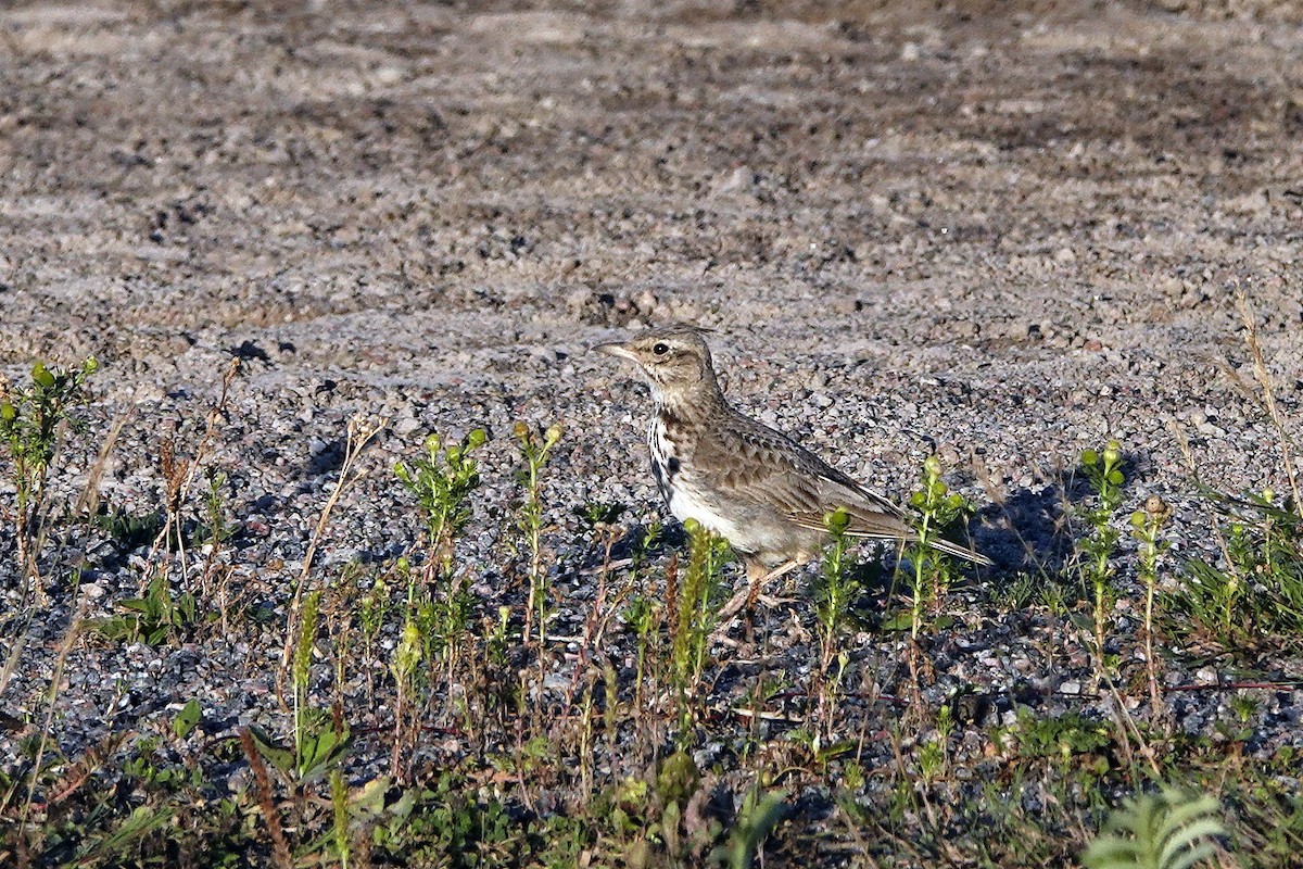 Crested Lark - ML639339658