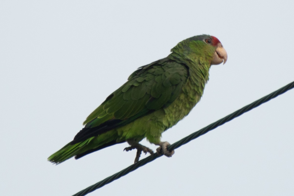 Amazone à joues vertes - ML639339728