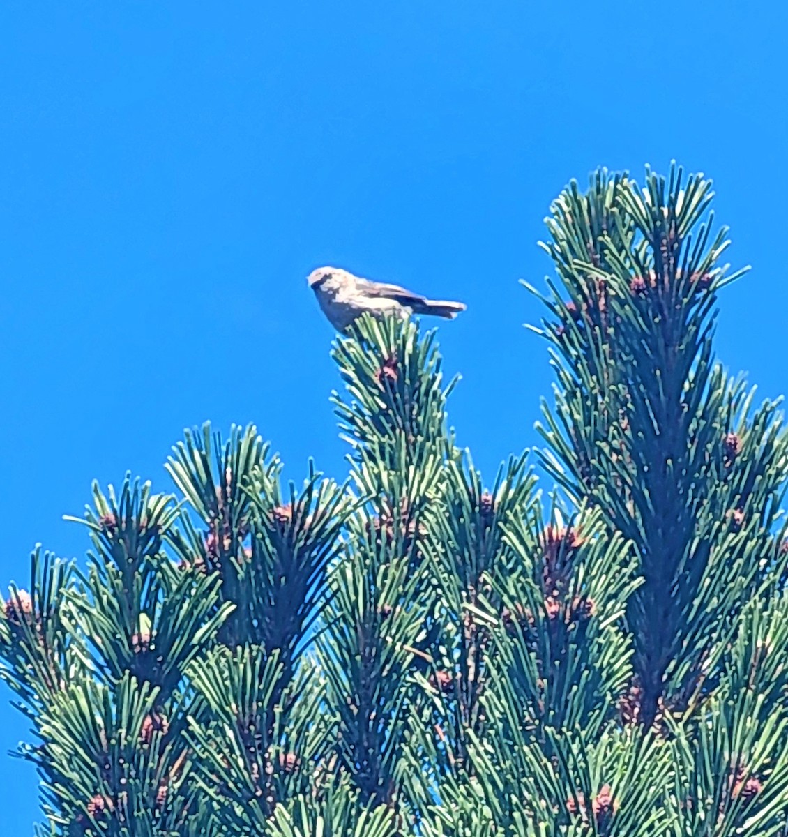 Bushtit - ML639339753