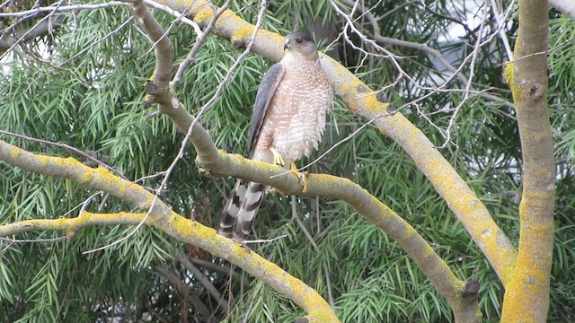 Cooper's Hawk - ML639339754
