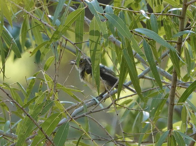 White-eyed Vireo - ML639339771