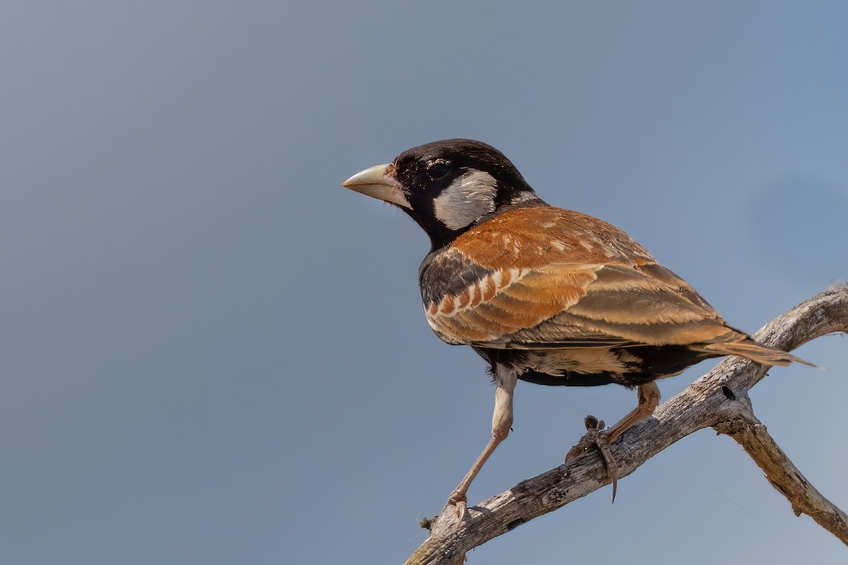 Chestnut-backed Sparrow-Lark - ML639339774