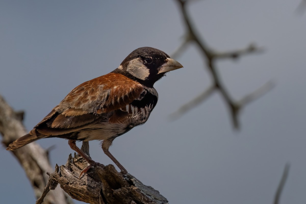 Chestnut-backed Sparrow-Lark - ML639339775