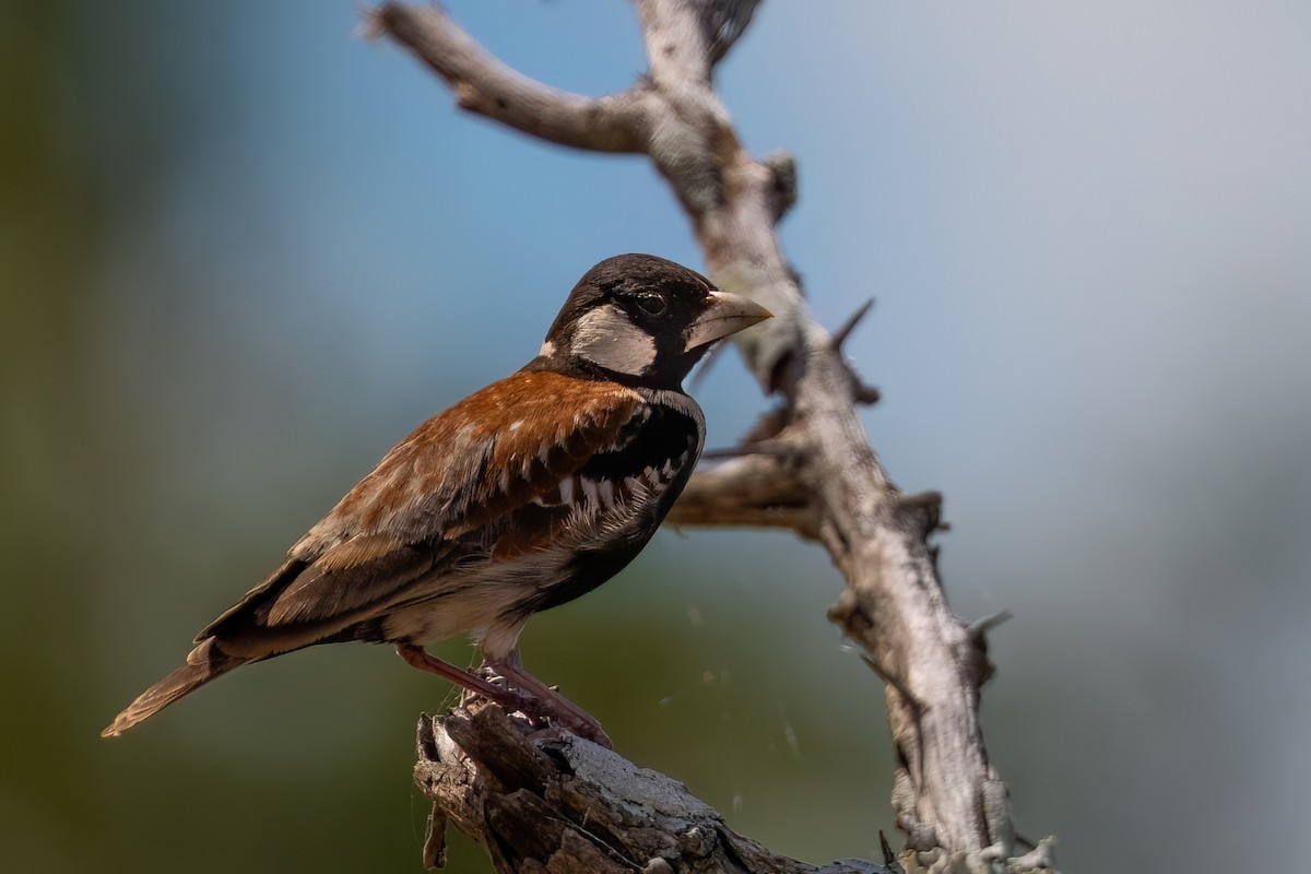 Chestnut-backed Sparrow-Lark - ML639339776
