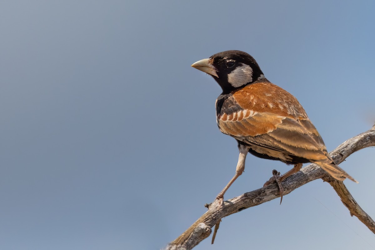 Chestnut-backed Sparrow-Lark - ML639339777