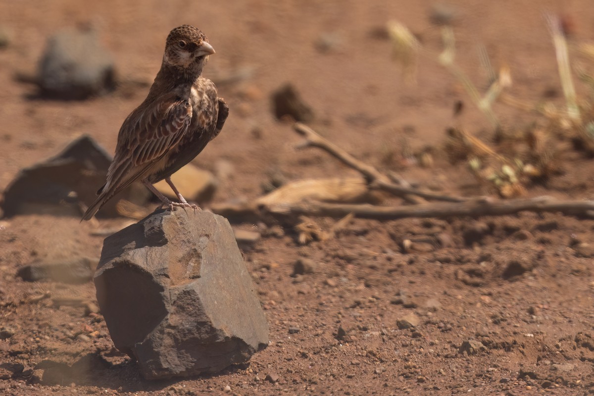 Chestnut-backed Sparrow-Lark - ML639339778