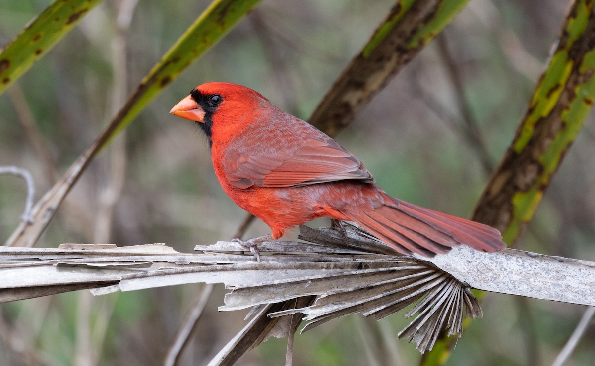 Northern Cardinal - ML639339788