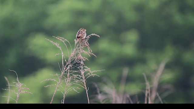 Henslow's Sparrow - ML639339799