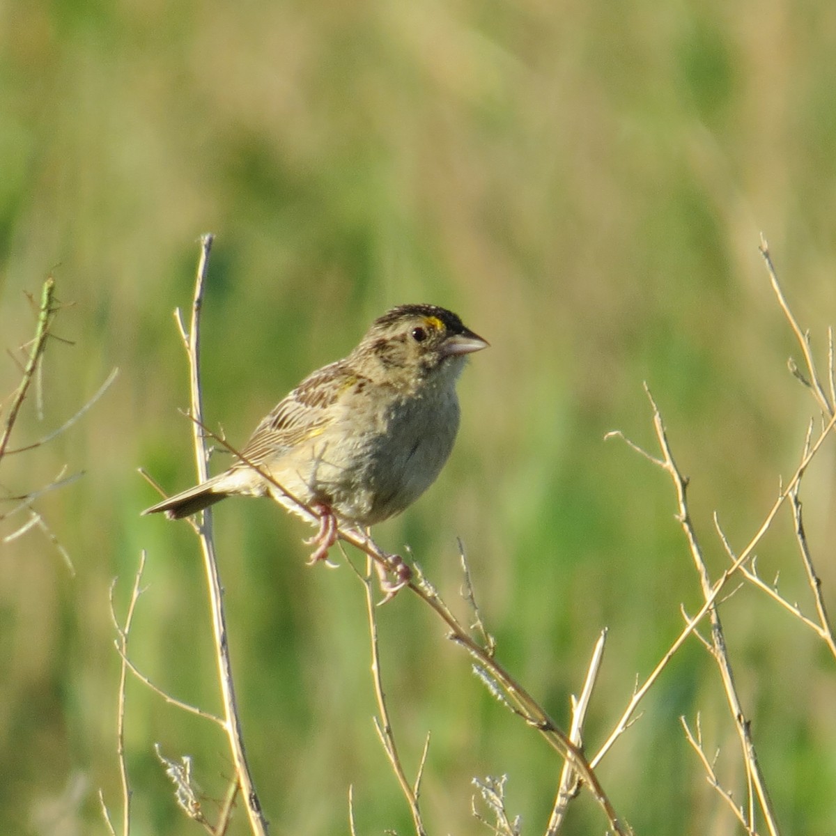 Grasshopper Sparrow - ML63933981