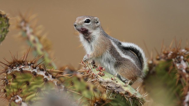 Nelson's Antelope Squirrel - ML639339858