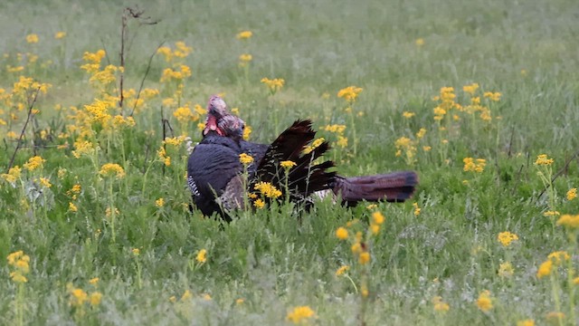 Wild Turkey - ML639339923